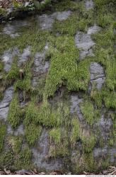 Photo Textures of Moss